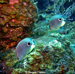 Butterflyfish seen in Grand Cayman August 2010.  Photo ta... by Bonnie Conley 